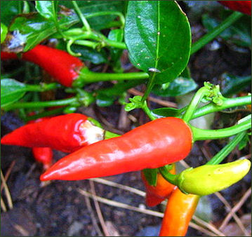 20120525-Peppers Red_Hot_Chilli_Peppers.jpg